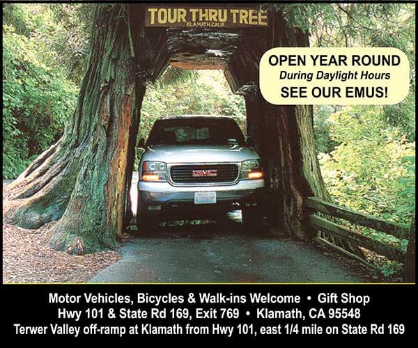 Tour Thru Tree