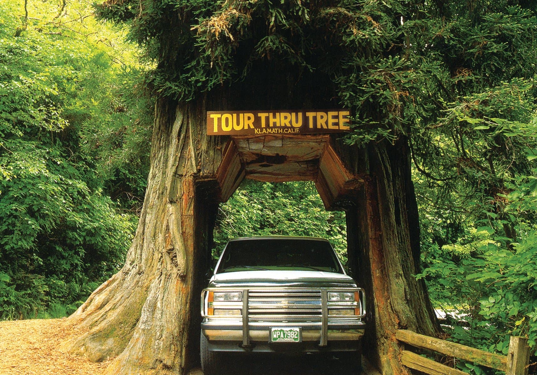 Tour Thru Tree