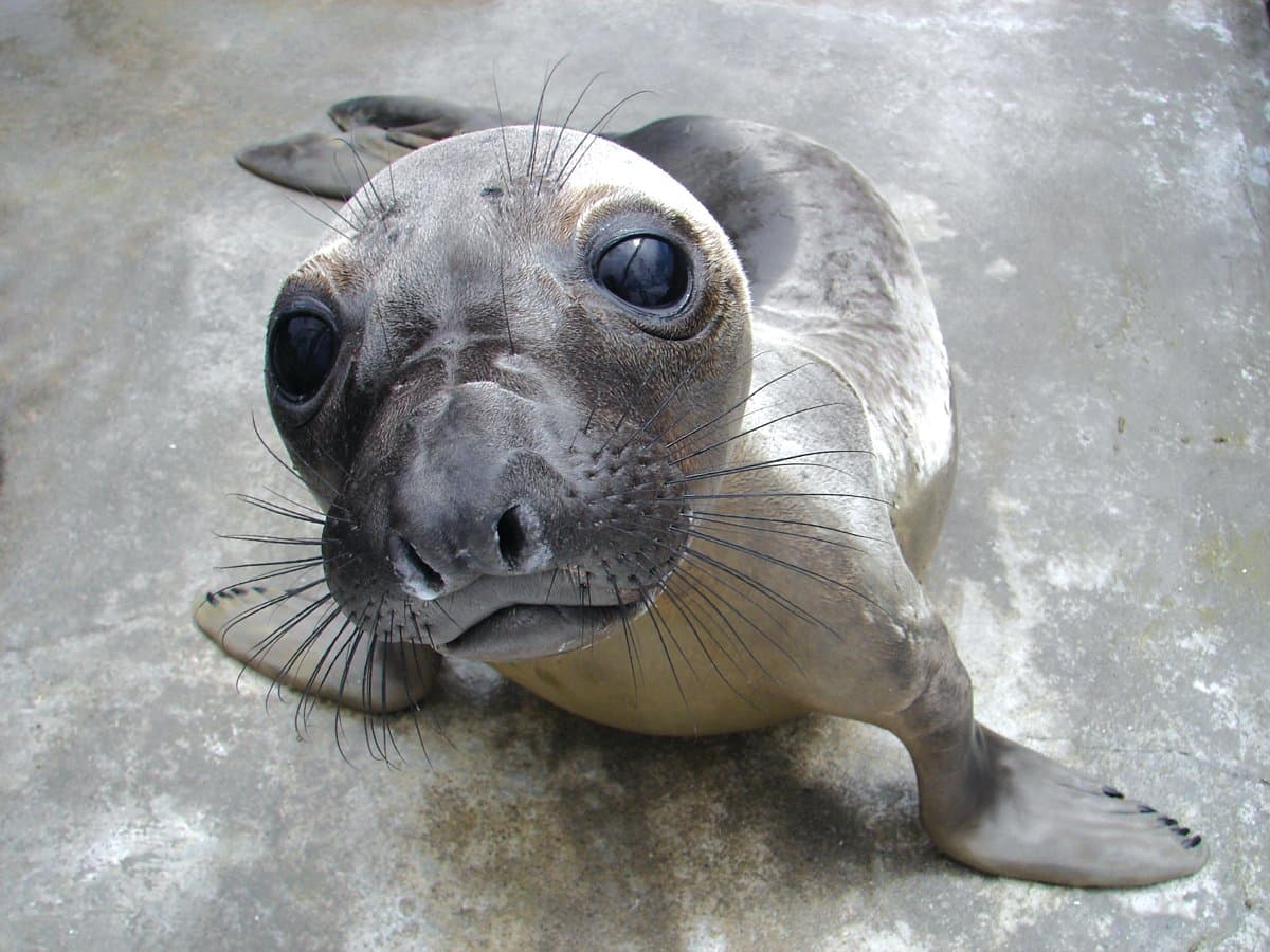 Northcoast Marine Mammal Center