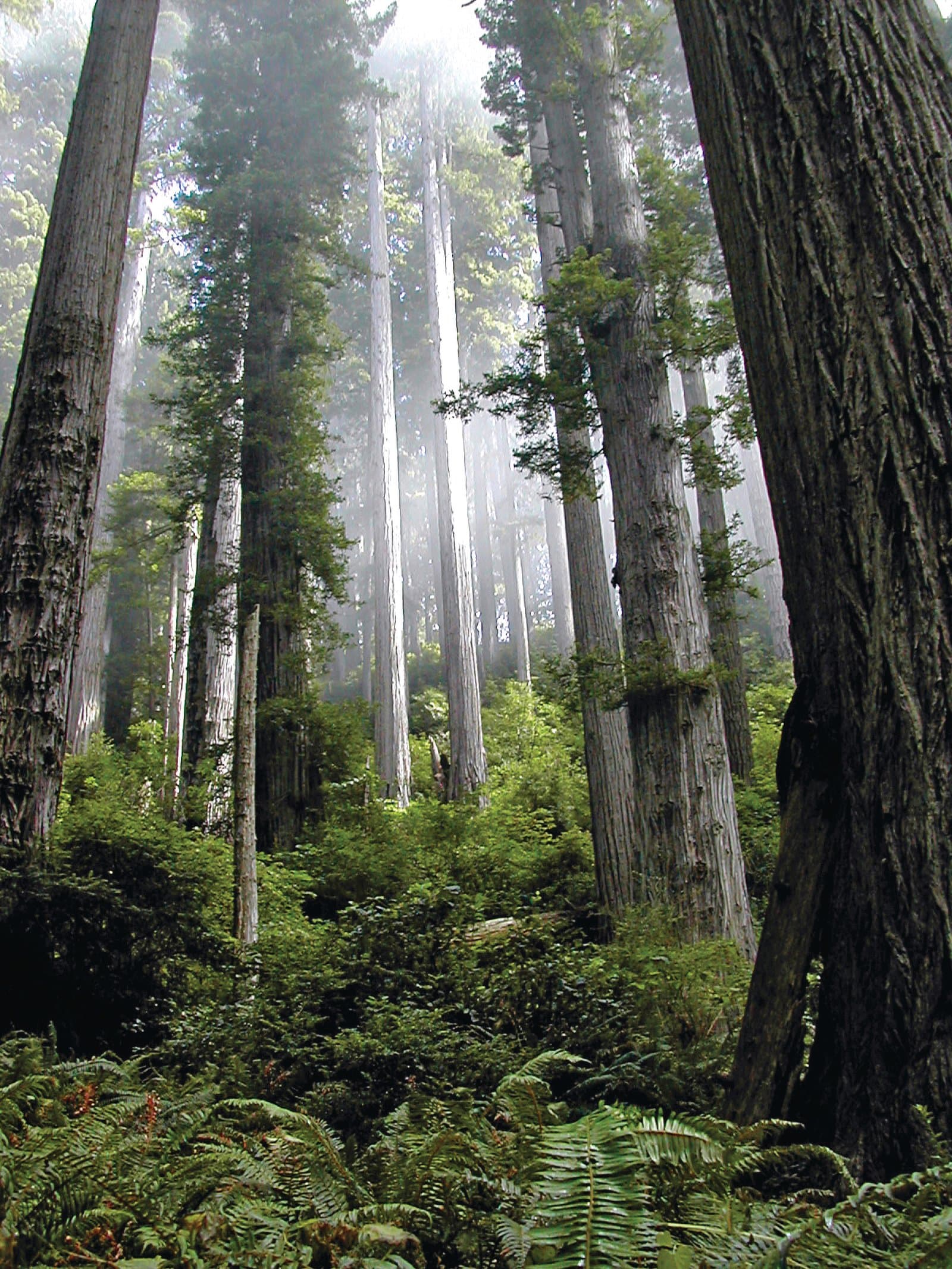 Redwood National & State Parks