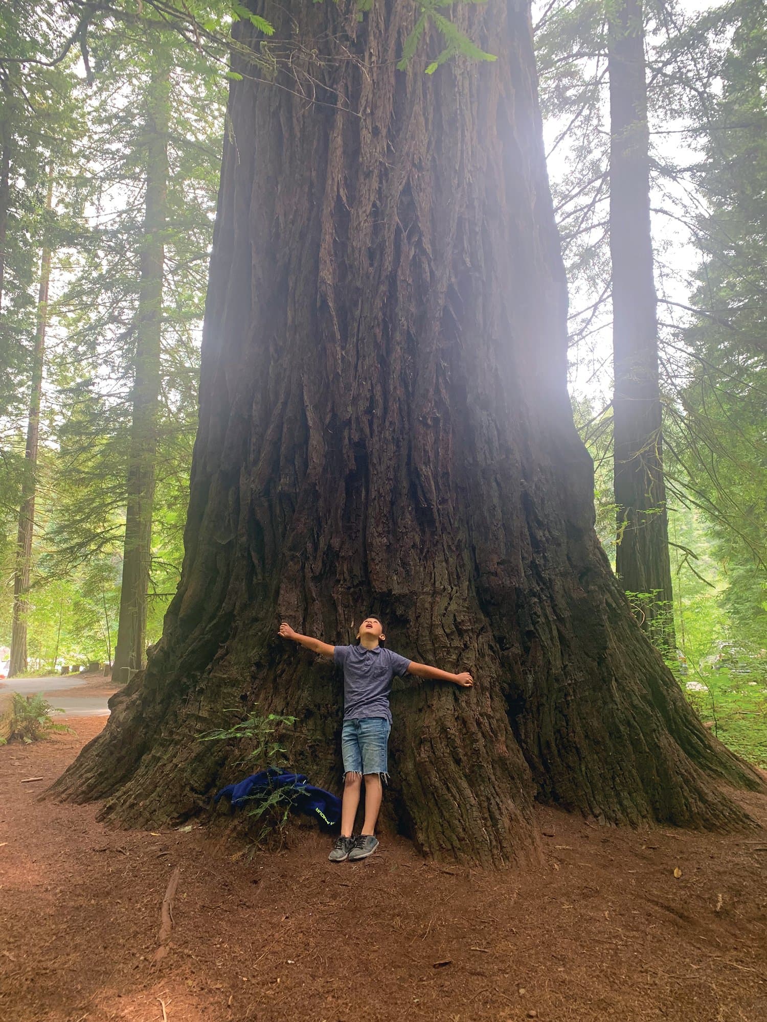 Stout Grove, Jedidiah Smith Redwoods State Park