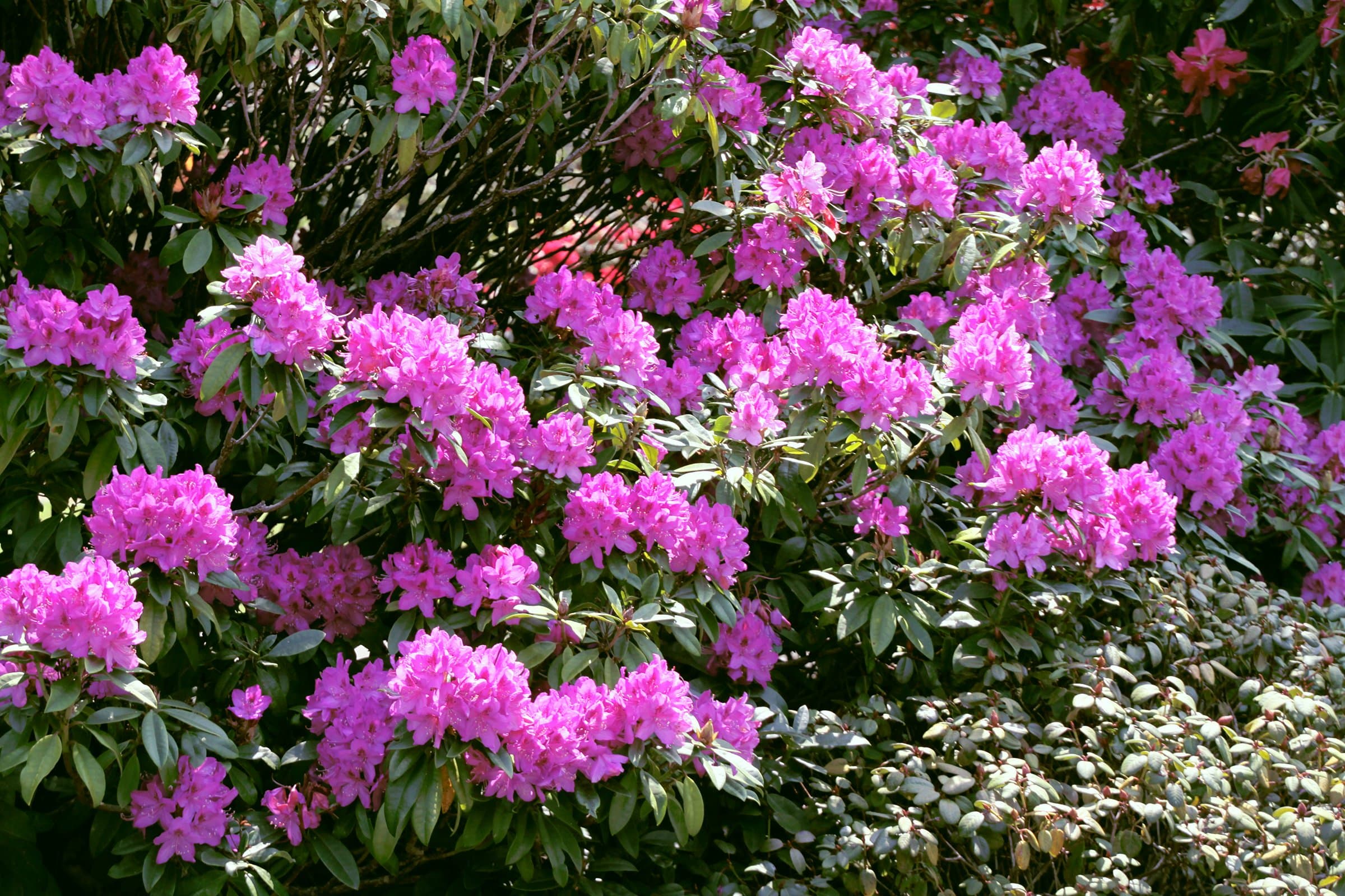 Azalea City Park