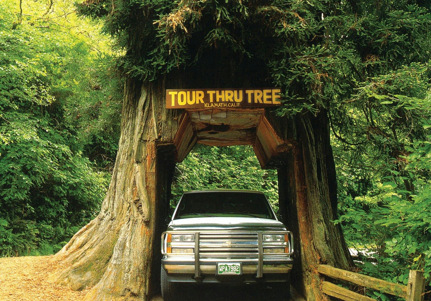 Tour Thru Tree